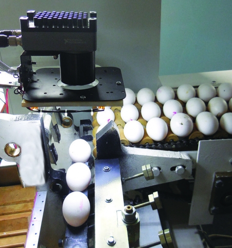 Система сортировки и отбраковки продукции птицеводства
